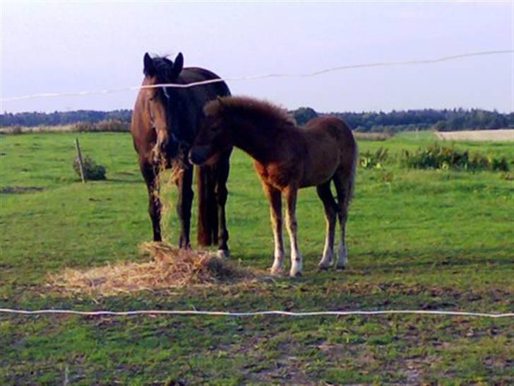Islænder Pytla fra Anes Minde billede 3