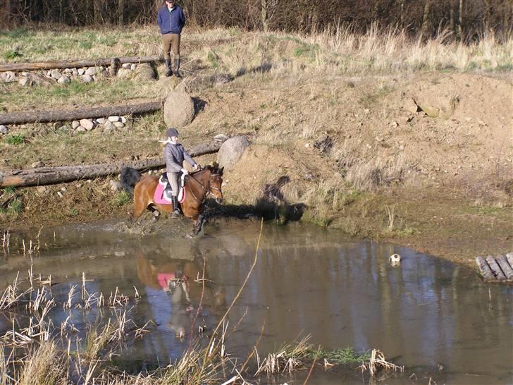 New Forest Starlace - trappen foto: Nicoline (sis) billede 9