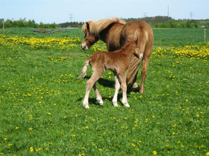 Islænder Pytla fra Anes Minde billede 4
