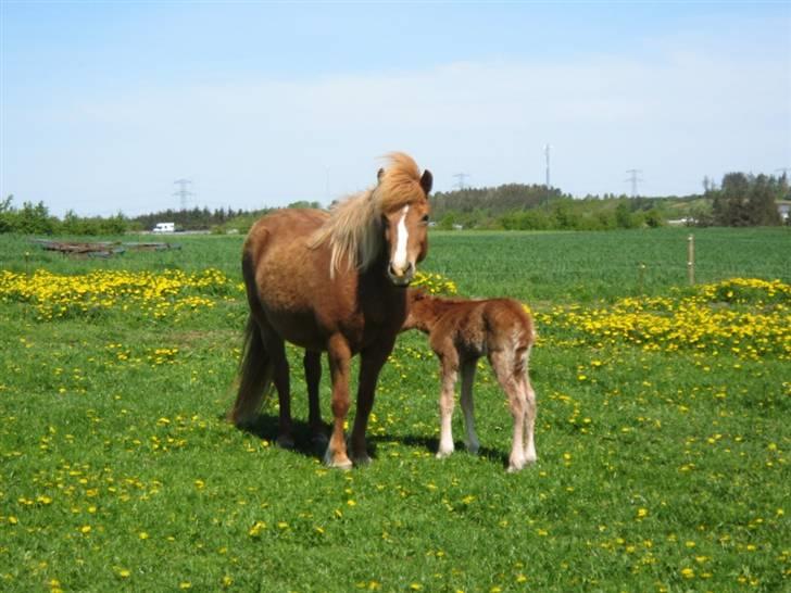 Islænder Pytla fra Anes Minde billede 5