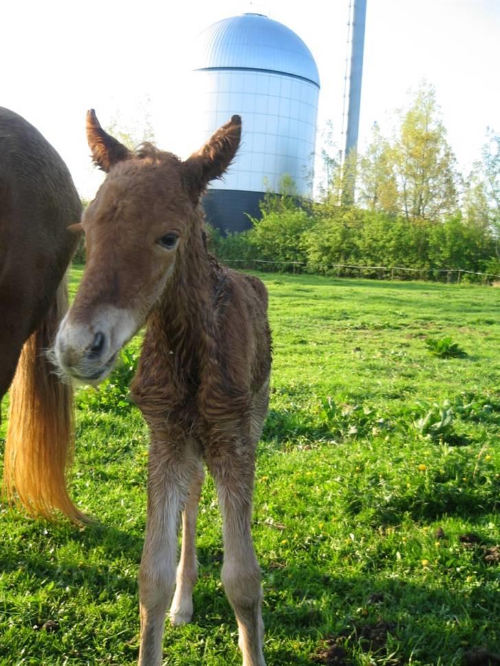 Islænder Pytla fra Anes Minde billede 6