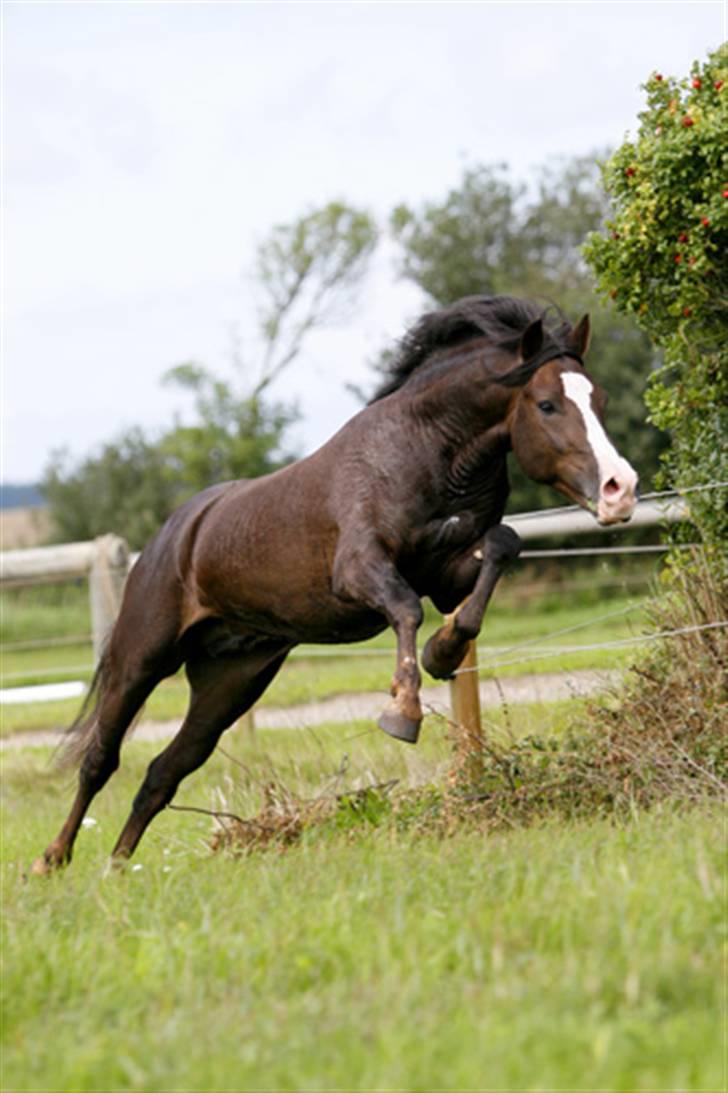 New Forest Birkilds Balboa hingst  billede 2