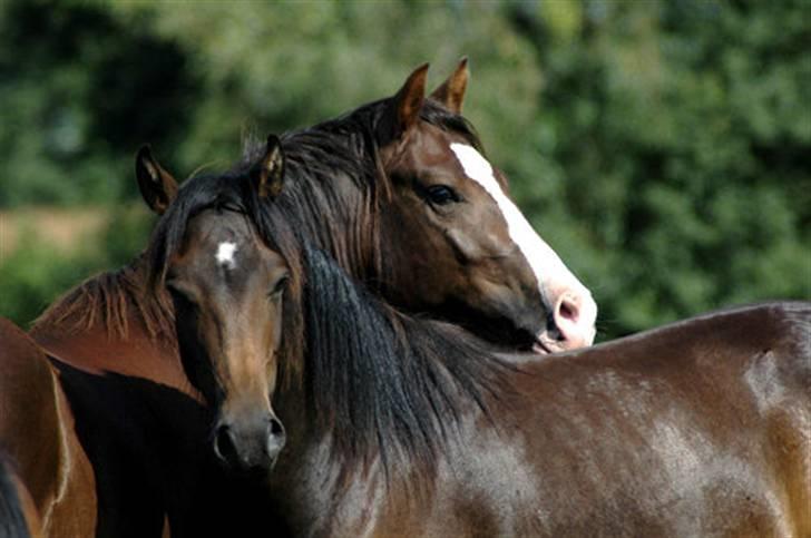 New Forest Birkilds Balboa hingst  billede 3