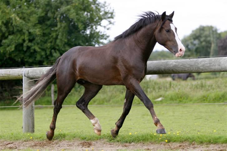 New Forest Birkilds Balboa hingst  billede 4