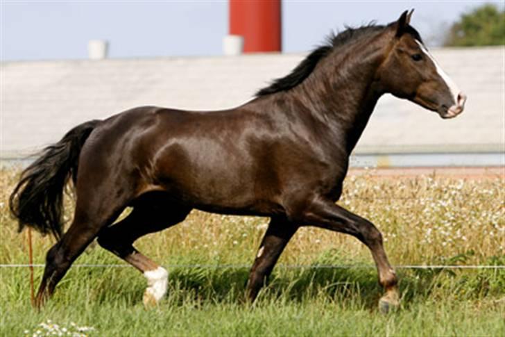 New Forest Birkilds Balboa hingst  billede 5