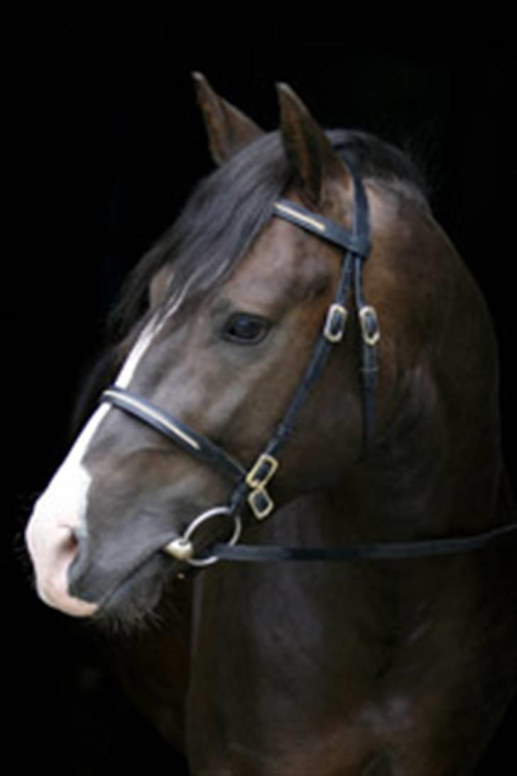 New Forest Birkilds Balboa hingst  billede 6