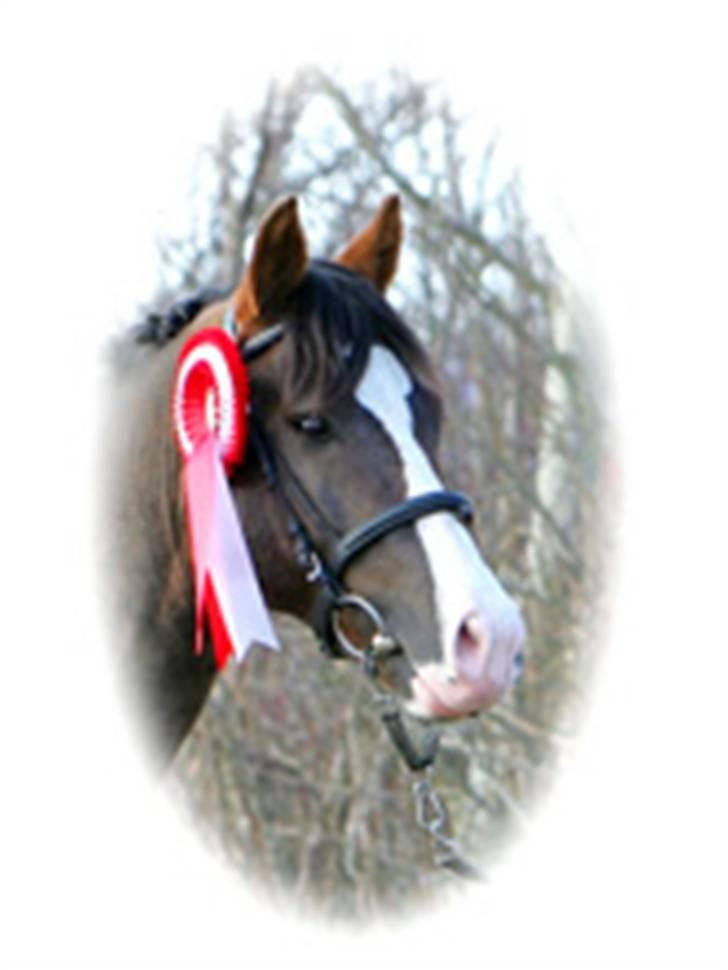 New Forest Birkilds Balboa hingst  billede 7