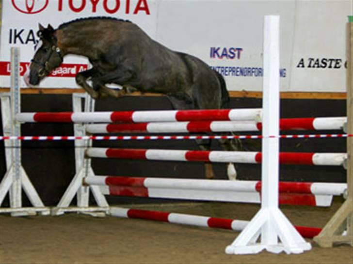 New Forest Birkilds Balboa hingst  billede 8