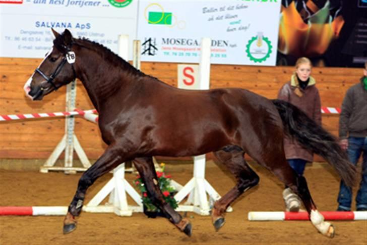 New Forest Birkilds Balboa hingst  billede 11