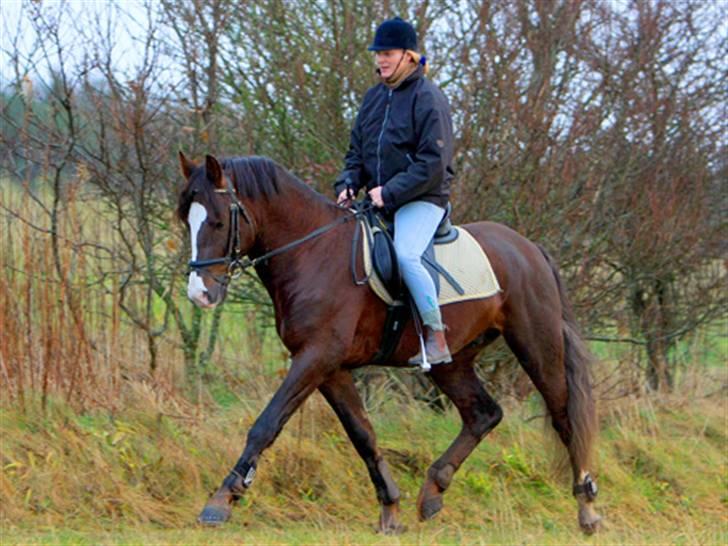 New Forest Birkilds Balboa hingst  billede 12