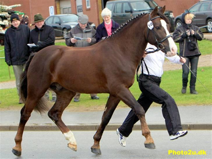 New Forest Birkilds Balboa hingst  billede 13