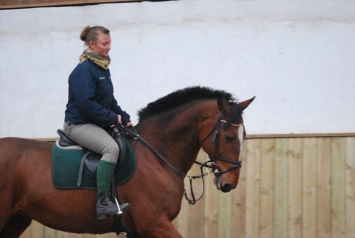 Hollandsk Varmblod Pyroet  billede 8