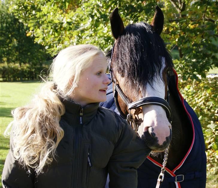 Welsh Cob (sec D) Camina's Maccoy SOLGT - HeHe det er MIN Thea :o)  billede 7