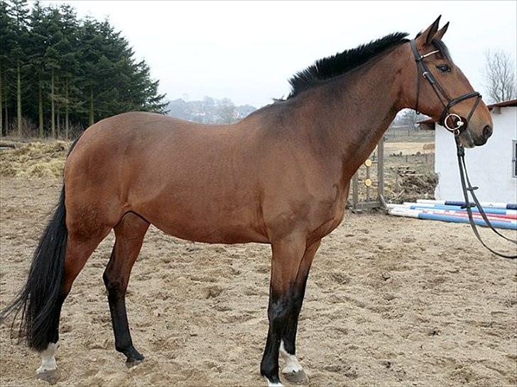 Hollandsk Varmblod Pyroet  billede 9