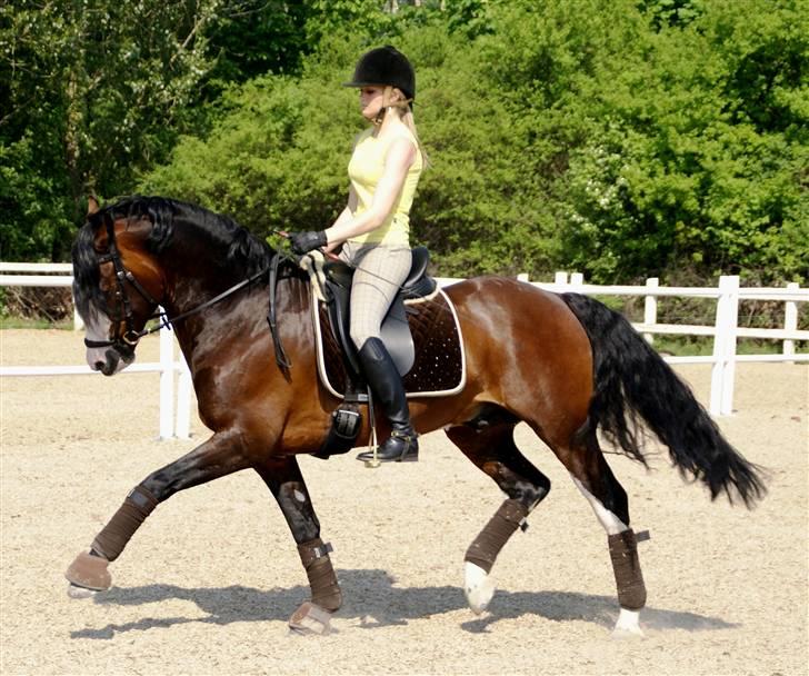 Welsh Cob (sec D) Camina's Maccoy SOLGT - Træning 12 maj 2008 billede 8