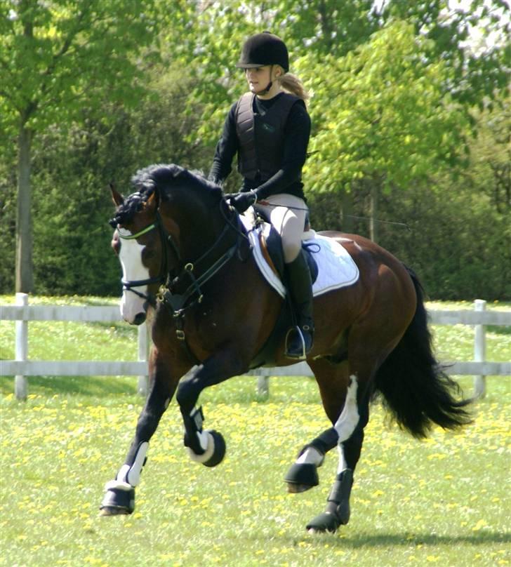 Welsh Cob (sec D) Camina's Maccoy SOLGT - I frisk galop på springbanen :o) April 2008 billede 9