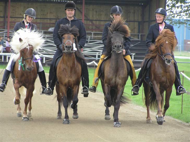 Islænder Eldur von Svada Kol-Kir - Foto: Mathilde Bøgh billede 3
