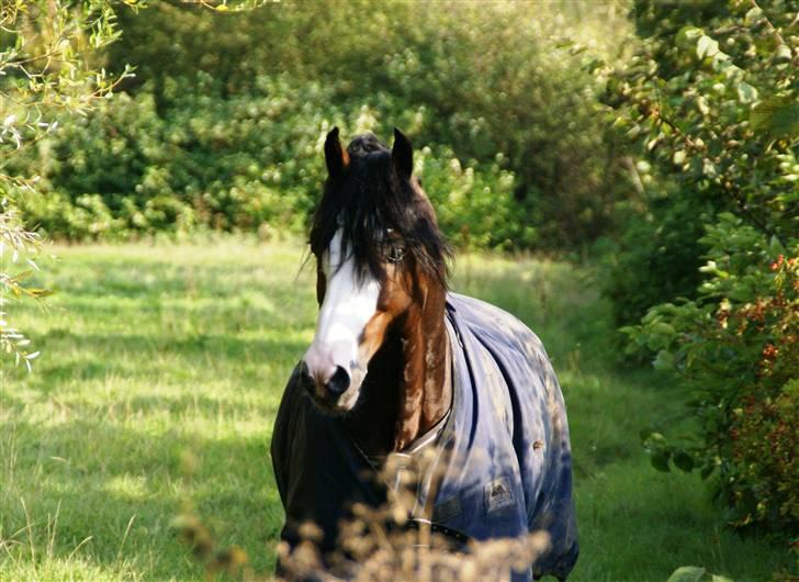 Welsh Cob (sec D) Camina's Maccoy SOLGT - Hygge på folden :o) billede 11