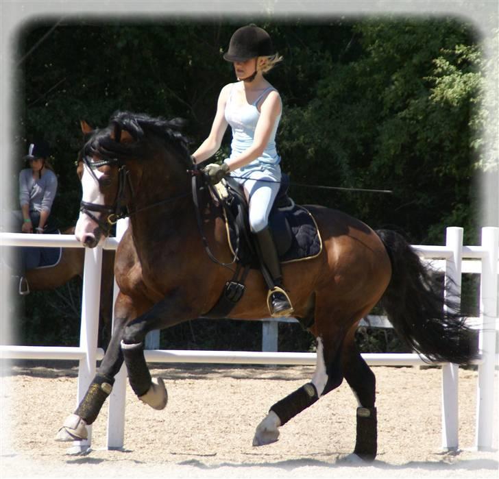 Welsh Cob (sec D) Camina's Maccoy SOLGT - Træning juni 2008 billede 13