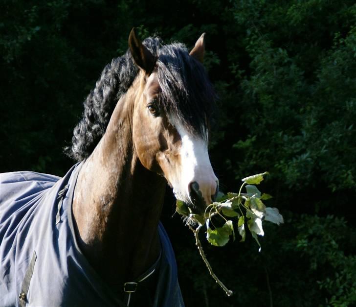 Welsh Cob (sec D) Camina's Maccoy SOLGT - Hygge på folden... billede 14