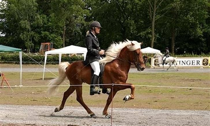 Islænder Eldur von Svada Kol-Kir billede 7