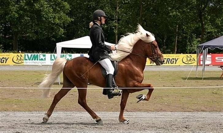 Islænder Eldur von Svada Kol-Kir billede 8