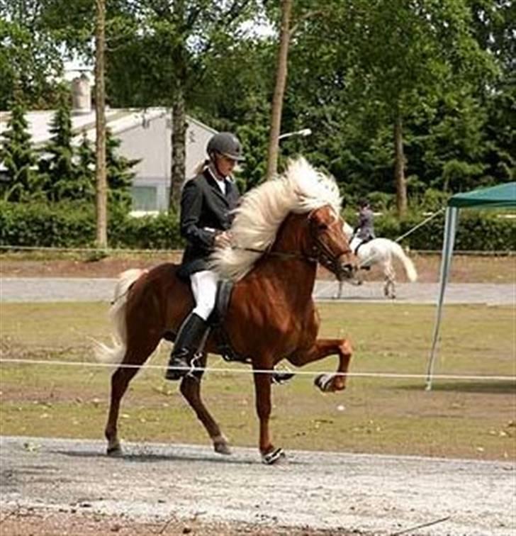 Islænder Eldur von Svada Kol-Kir billede 9