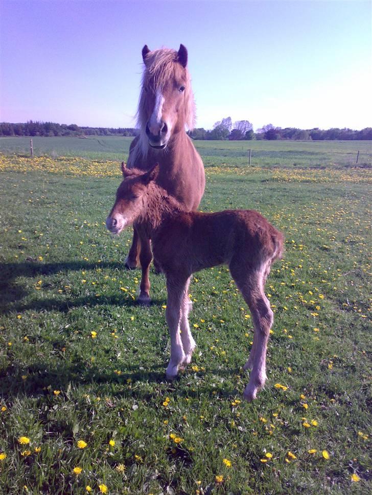 Islænder Pytla fra Anes Minde billede 7