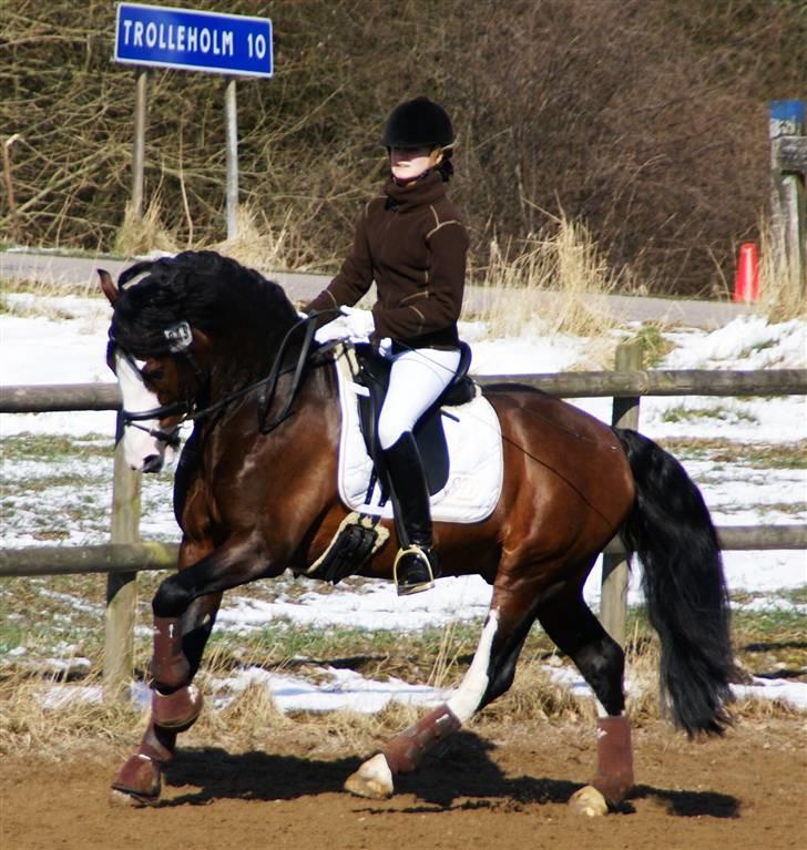 Welsh Cob (sec D) Camina's Maccoy SOLGT - Opvarmning svensk landsstævne 2008 billede 16