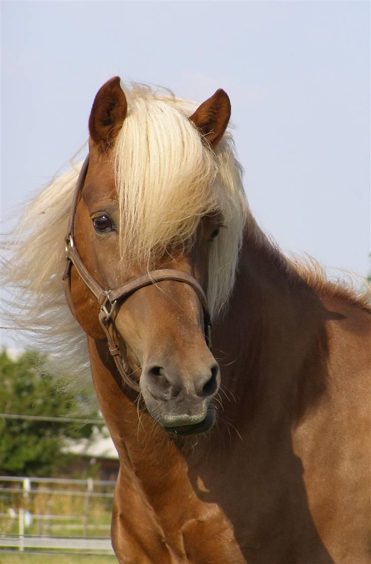 Islænder Eldur von Svada Kol-Kir billede 11