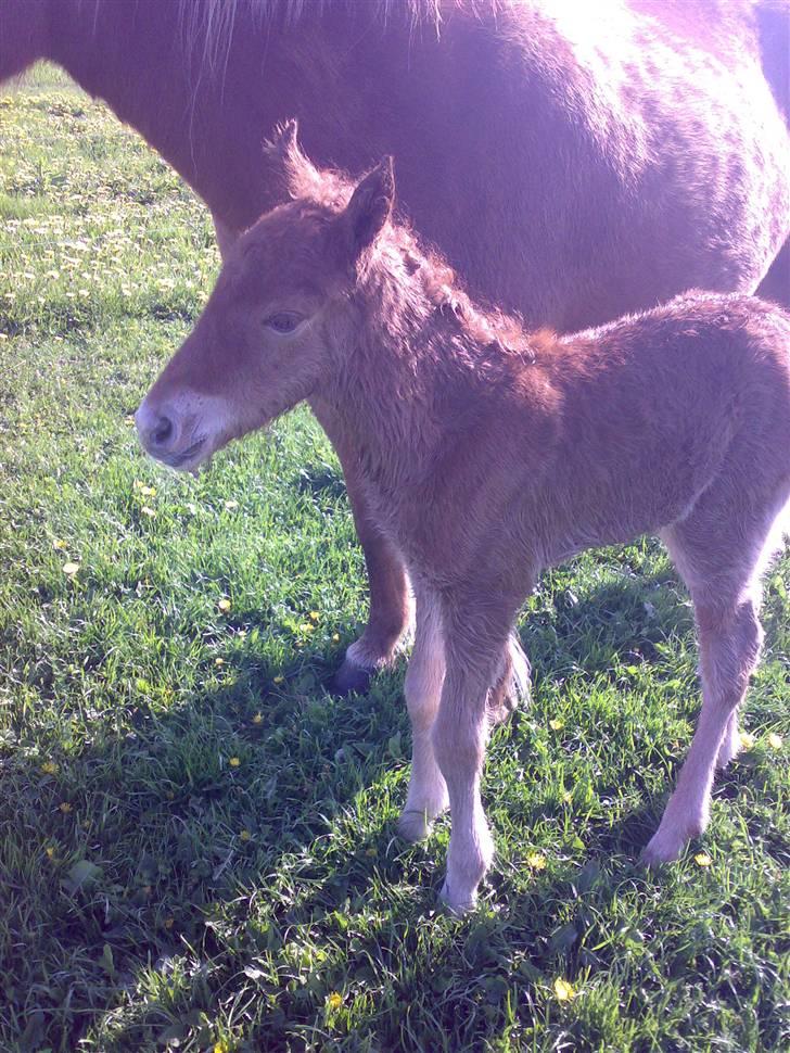 Islænder Pytla fra Anes Minde billede 8