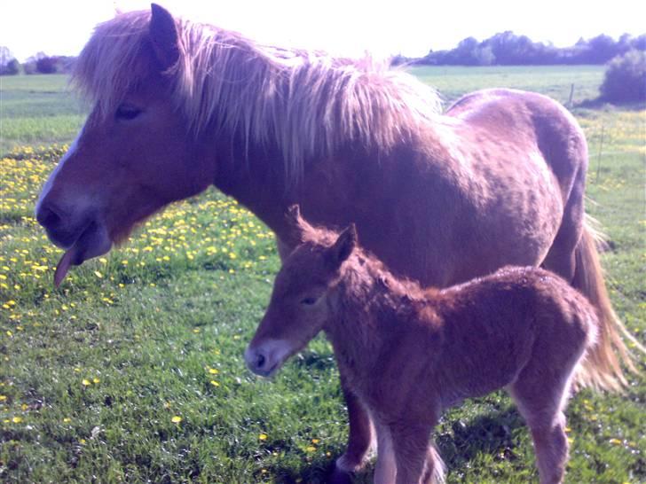 Islænder Pytla fra Anes Minde billede 9