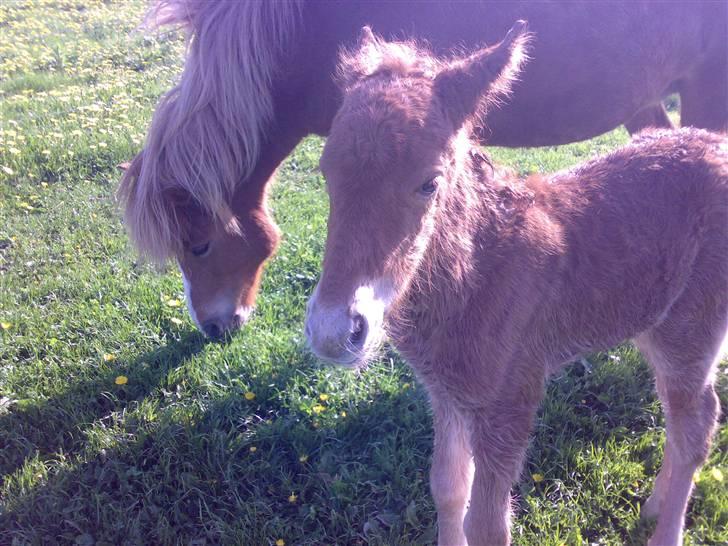 Islænder Pytla fra Anes Minde billede 10