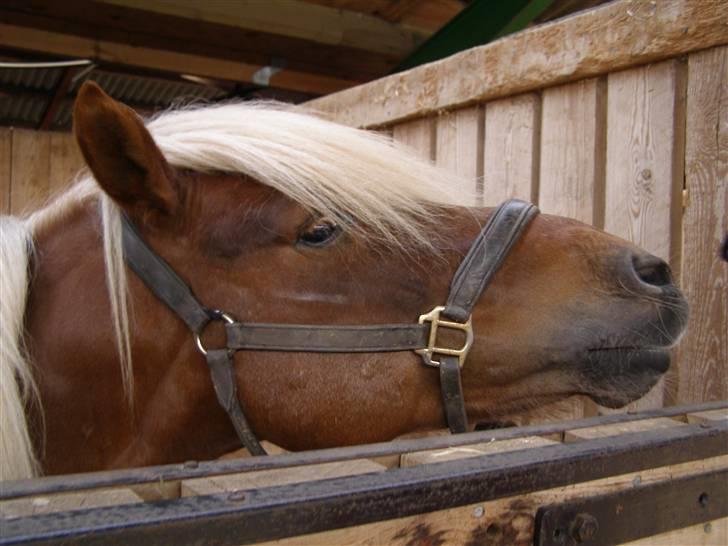 Islænder Eldur von Svada Kol-Kir billede 14