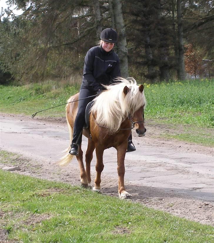 Islænder Eldur von Svada Kol-Kir billede 16