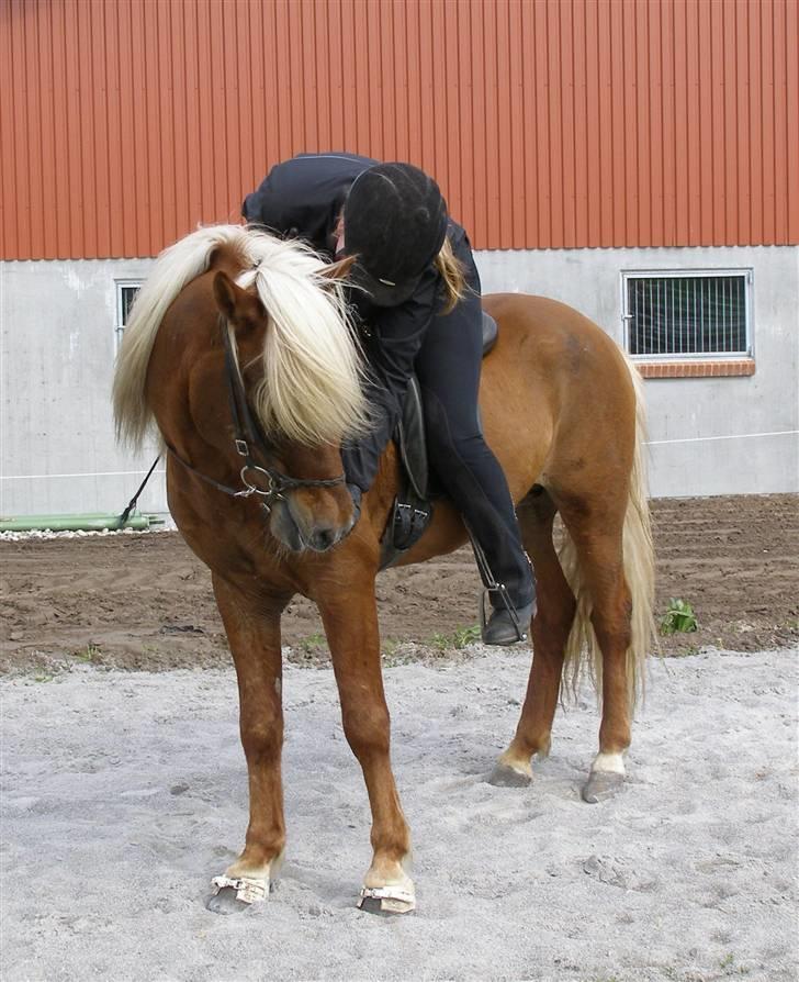 Islænder Eldur von Svada Kol-Kir billede 17