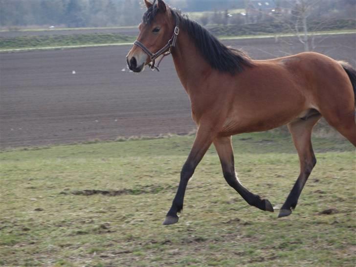 Anden særlig race Belockey - trav <3 billede 9