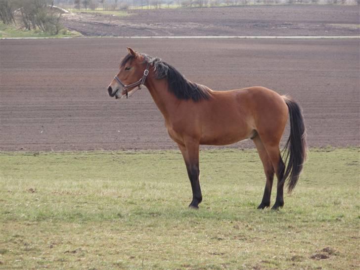 Anden særlig race Belockey billede 10