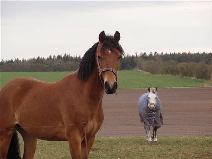 Anden særlig race Belockey - lille mand og Michel  billede 11