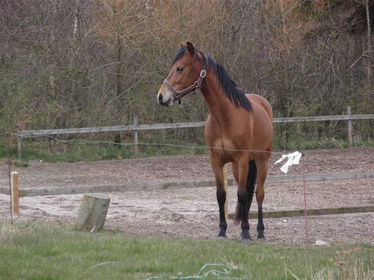 Anden særlig race Belockey - på fold :) billede 12