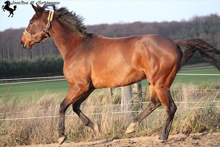 Dansk Varmblod     Ørsted's Mr.  Napolion - Galop på ridebanen. D. 13/11 2010 billede 3