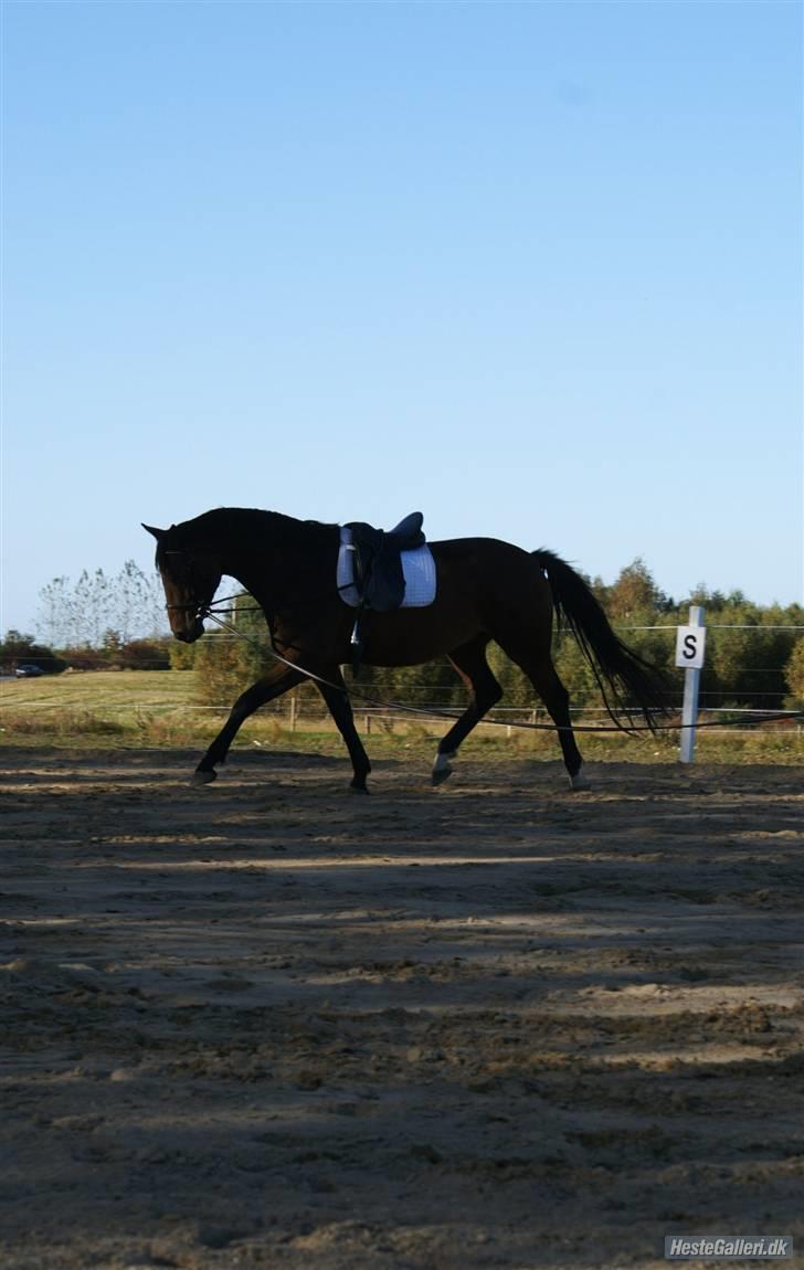 Dansk Varmblod     Ørsted's Mr.  Napolion - Napolion :D  Foto: Karen RH Dato: billede 4