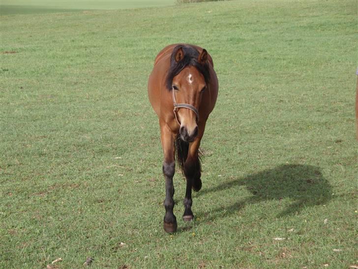 Anden særlig race Belockey billede 13