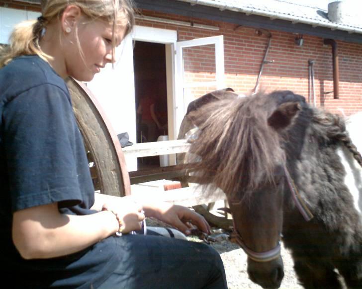 Shetlænder snøvsi  - jeg er lækker billede 6