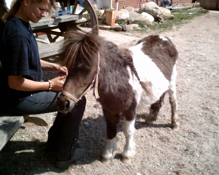 Shetlænder snøvsi  billede 7
