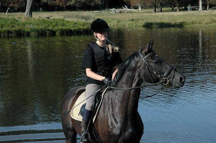 Dansk Varmblod Casia billede 17