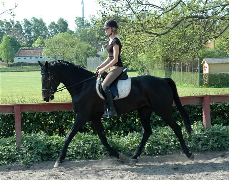 Dansk Varmblod Casia billede 19