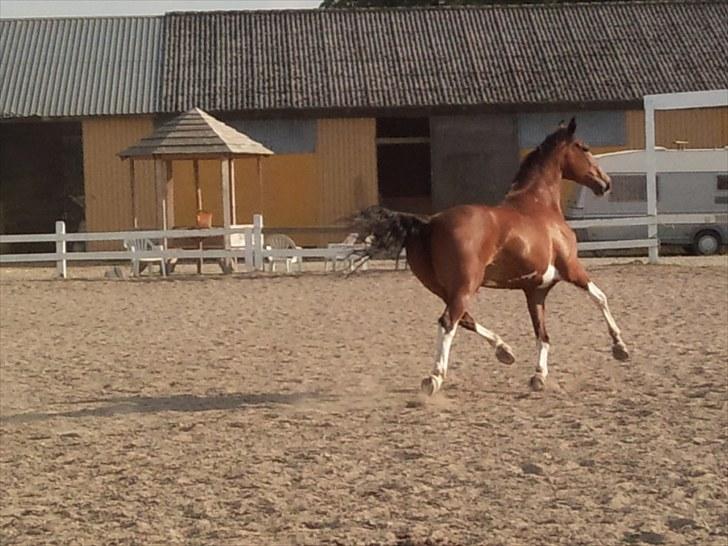 Hollandsk Varmblod Tarana <3 - Tarana siger tak for kigget, og sætter kursen ind i stalden ;) billede 19