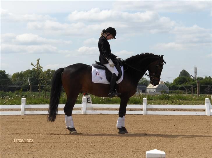 Anden særlig race Aladdin<3 (Solgt) - Fantastisk parade ikk?? x) billede 9