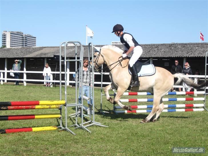 Fjordhest Brandy -  Dyrskue 2009 !   På vej over den smalle ;b  billede 7